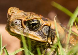 Keep an eye out for cane toads