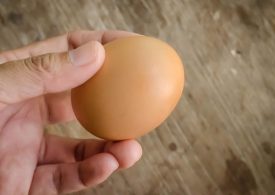 Egg industry action on food safety