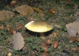 As Autumn kicks in, people are warned not to pick or eat wild mushrooms because of deadly deathcap mushroom risk