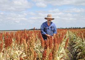 Biosecurity strategy paves the way for higher crop yields and lower costs