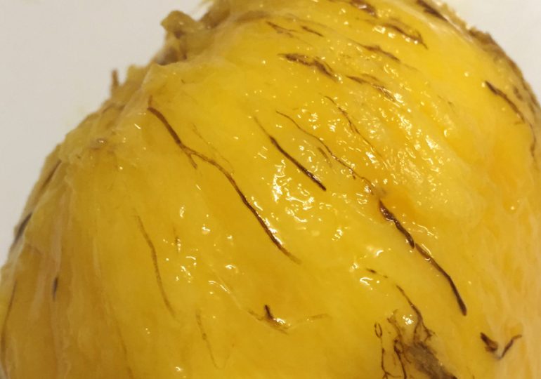 Clues about mysterious mango disorder discovered