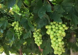 Draft Ti Tree Water Allocation Plan