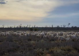 Game-changing $6M wild dog fencing