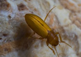 Underground minibeast lives without air and breathes through its skin