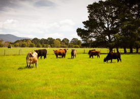 Is drench resistance a problem on your farm?