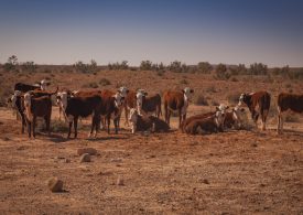 Bred Well Fed Well extends to northern beef producers