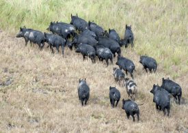 Call to landholders to help with testing feral pigs for lepto and swine brucellosis