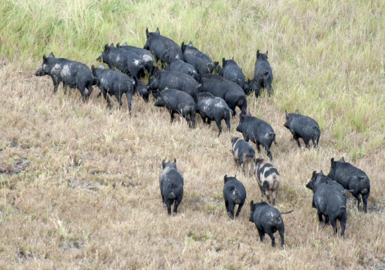 Call to landholders to help with testing feral pigs for lepto and swine brucellosis