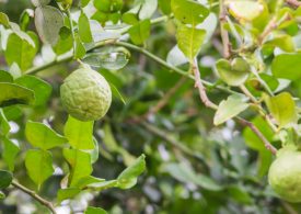 Good news for kaffir lime leaf growers