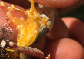 Locust control underway in the Upper Hunter