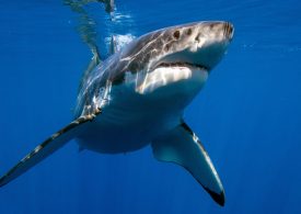 $8 million boost for WA’s scientific shark hazard mitigation strategy