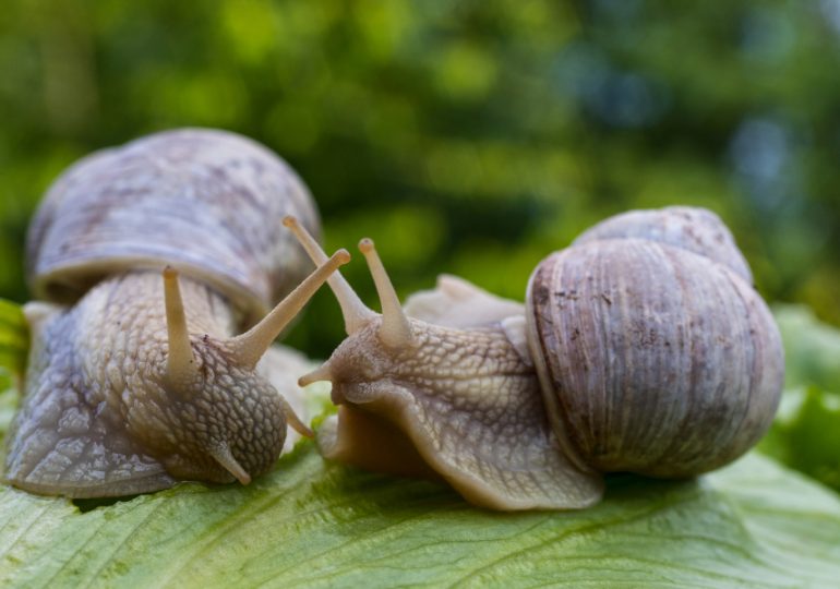 Workshops improve snail management knowledge