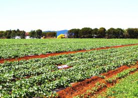 Hort360 workshop for growers in the Wide Bay-Burnett