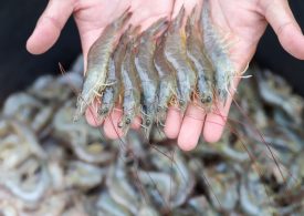 $7 million to boost growth of the Mid-West aquaculture industry
