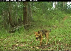 Four in five wild dogs carry parasitic worms, study finds