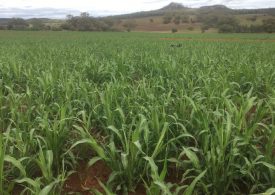 Pacific Seeds donation a blessing for drought-stricken farmers