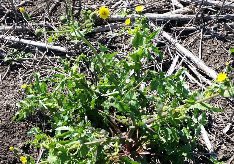 Common sowthistle survey to guide future research