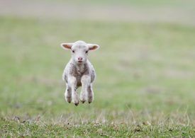 New lamb definition to support WA exports