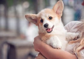 ID requirements to improve animal welfare