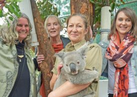 Community grant helps koalas triumph against the odds