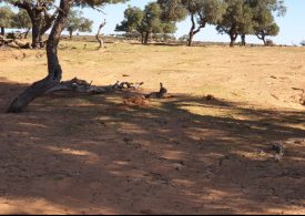 Rabbit control in Willandra Lakes! Year 1 completed, learning lessons and moving forward