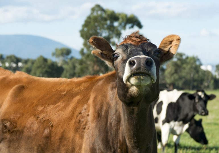 Livestock industries tackle key issues at Annual Meeting