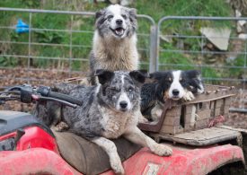 National Farm Safety Week a reminder about farm safety