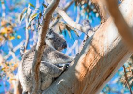 Tourism upgrades for Great Otways National Park