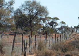 SA Dog Fence project rebuilding hope in state’s pastoral zone