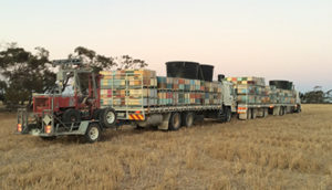 Trucks carrying millions of bees – and water supplies and forklifts – move at night after all the foragers have returned to the hive, so you might not actually see them being moved. Image: courtesy of Ian Zadow