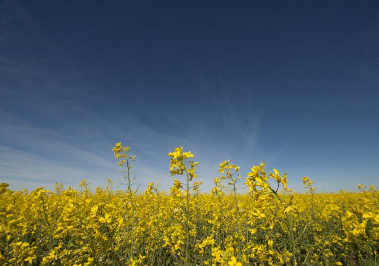 Learn how to optimise the profitability of your canola crop