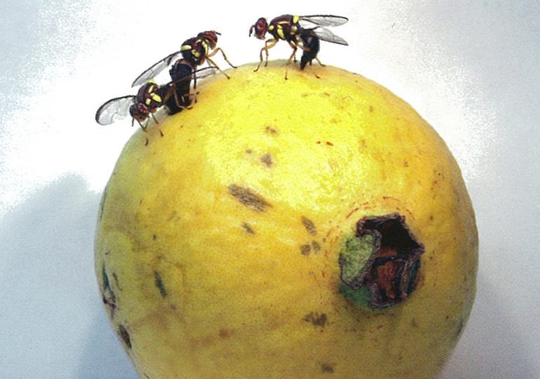 Getting on top of fruit flies in spring