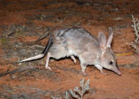 Predator-free fence saves native animals from extinction
