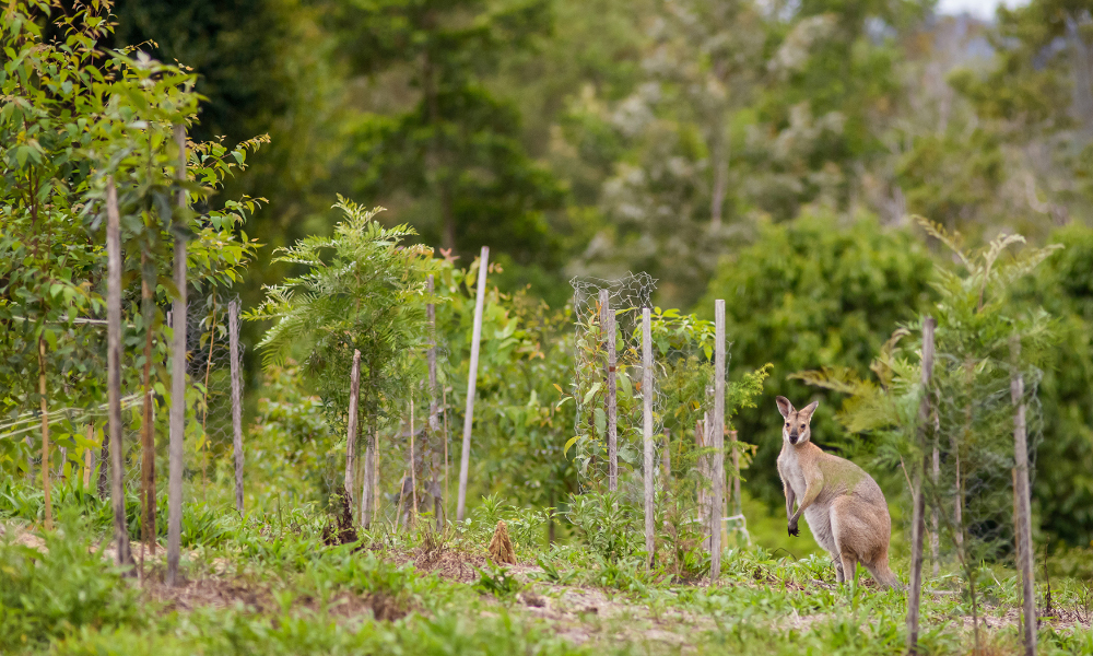 Rural landholder grant opportunities Get Regional