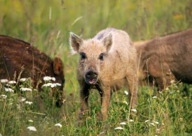 Farmers call for feral pig cull