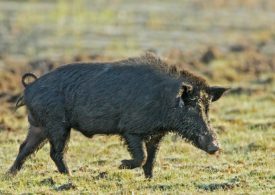CISS welcomes the growing call for strategic feral pig management across Australia