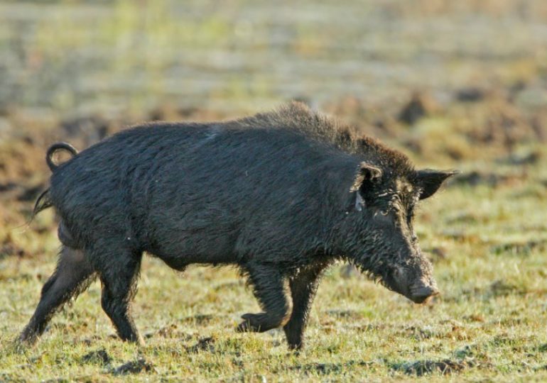 CISS welcomes the growing call for strategic feral pig management across Australia