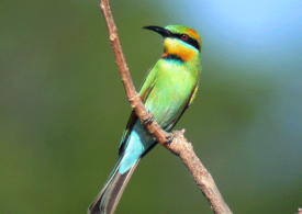 Tis the season for birds and birdwatching