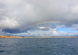 New shellfish reef for South Australia