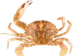 Keep watch for Asian Paddle Crab and report it