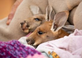 Extra funding to help wildlife rehabilitators