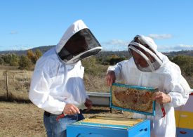 Beekeeper survey reveals pest and disease threats to honey bees
