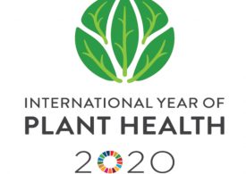 International Year of Plant Health in 2020