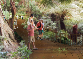 Immerse yourself in the ancient rainforest of Maits Rest in early 2020