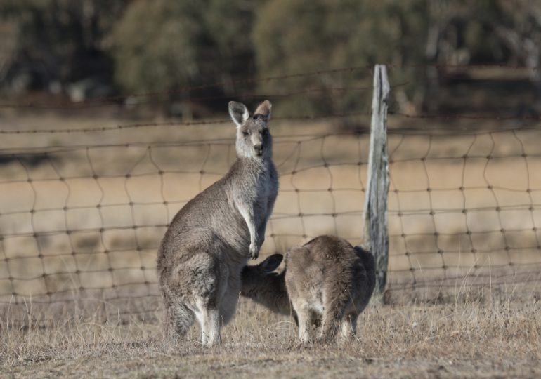 Kangaroo commercial harvest zone expanded
