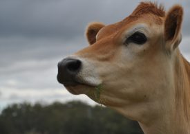 Young Monto Jersey fan wins national photo competition