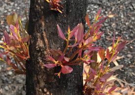 Citizen scientists get snappy for bushfire-ravaged environment