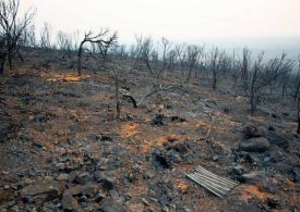 Grants to rebuild fences