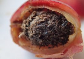 Make sure your next cuppa isn’t a biosecurity risk