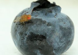 Exotic pest profile: spotted wing drosophila